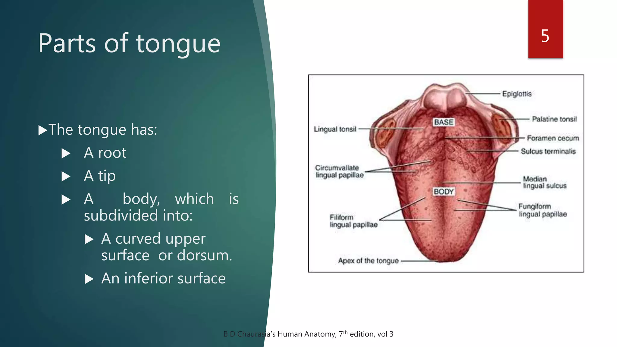 Parts of tongue 5
The tongue has:
 A root
 A tip
 A body, which is
subdivided into:
 A curved upper
surface or dorsum.
 An inferior surface
B D Chaurasia’s Human Anatomy, 7th edition, vol 3
 