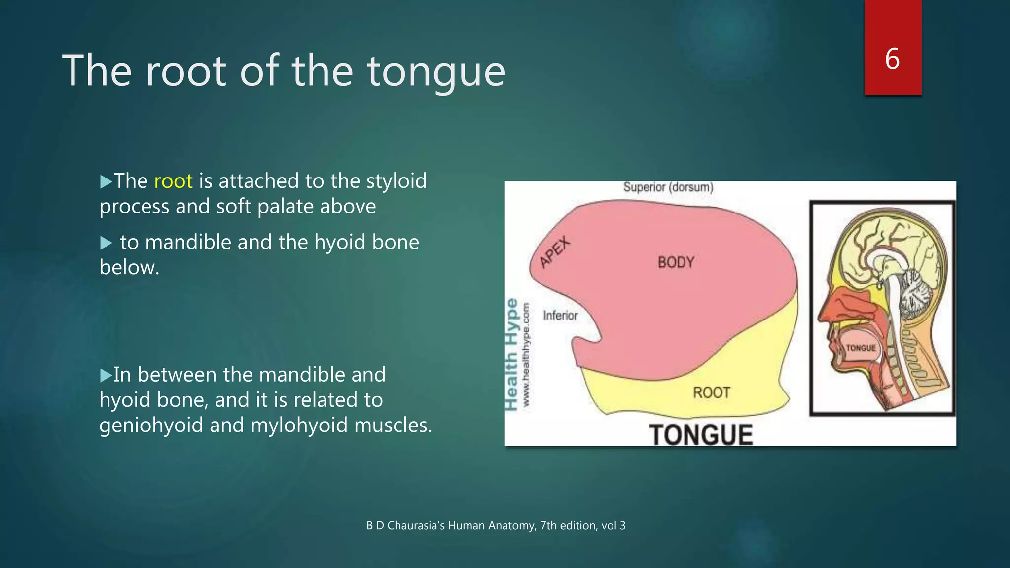 The root of the tongue 6
The root is attached to the styloid
process and soft palate above
 to mandible and the hyoid bone
below.
In between the mandible and
hyoid bone, and it is related to
geniohyoid and mylohyoid muscles.
B D Chaurasia’s Human Anatomy, 7th edition, vol 3
 