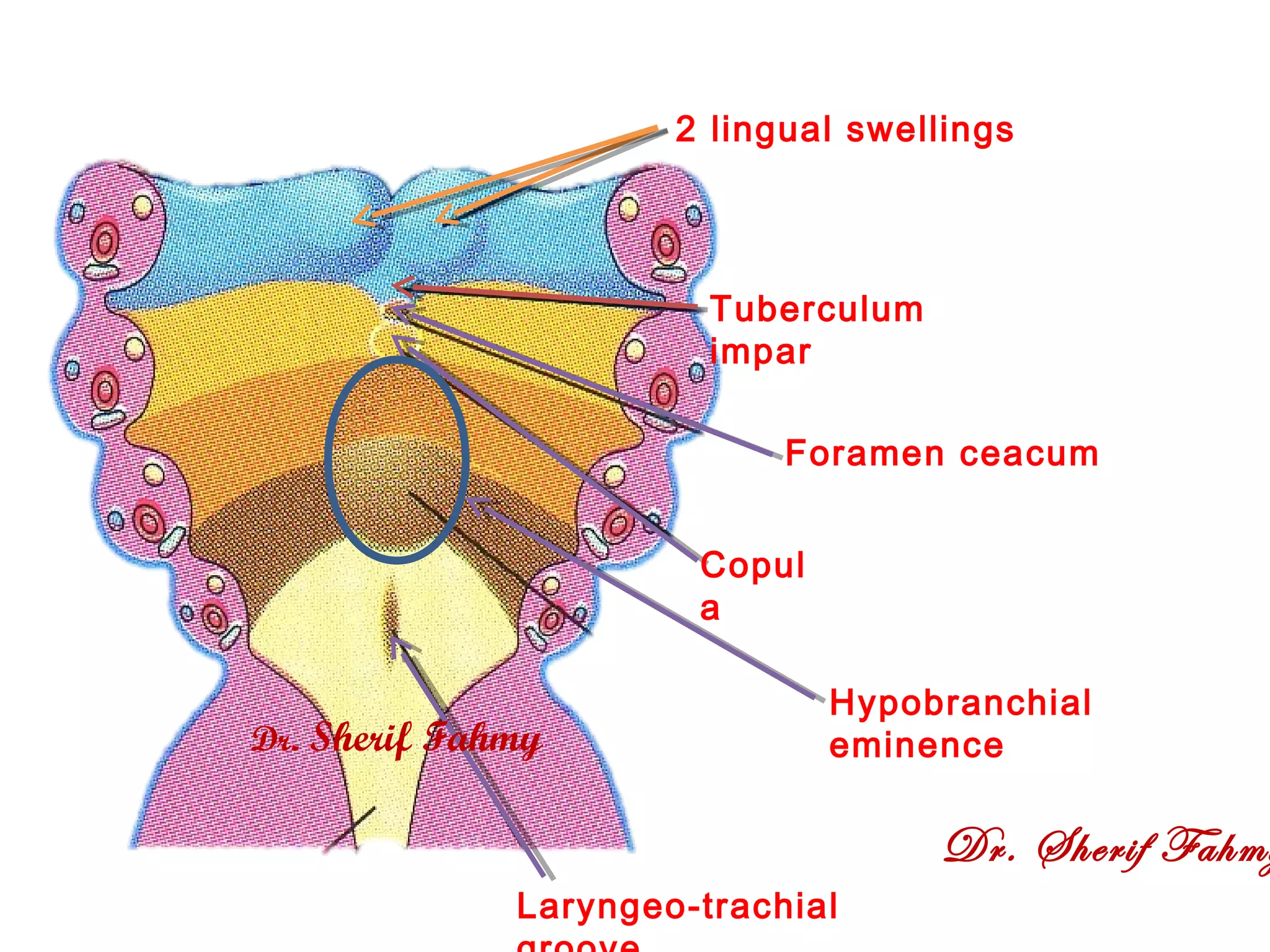 Development Of Tongue Thyroid Gland And Respiratory System Special development-of-tongue-thyroid-gland-and-respiratory-system-special