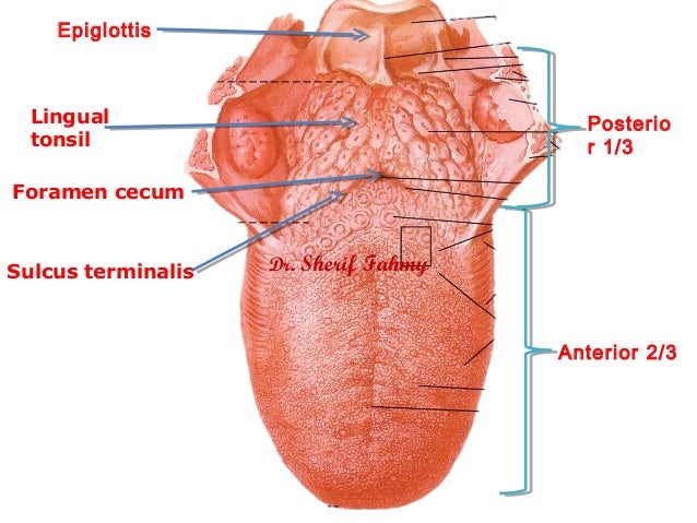 Foramen Cecum Tongue _ Anatomy, Head and Neck, Tongue – ELLHU