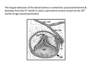 The lingual extension of the dental lamina is named the successional lamina &
develops from the 5th month in utero ( permanent central incisor) to the 10th
month of age (second premolar)
 