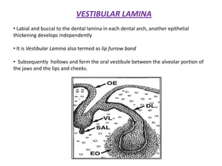VESTIBULAR LAMINA
• Labial and buccal to the dental lamina in each dental arch, another epithelial
thickening develops independently
• It is Vestibular Lamina also termed as lip furrow band
• Subsequently hollows and form the oral vestibule between the alveolar portion of
the jaws and the lips and cheeks.
 