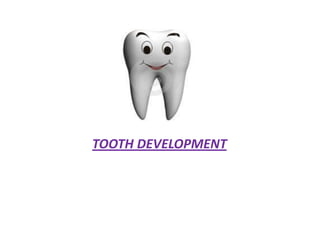 TOOTH DEVELOPMENT
 