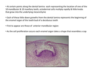 • At certain points along the dental lamina each representing the location of one of the
10 mandibular & 10 maxillary teeth, ectodermal cells multiply rapidly & little knobs
that grow into the underlying mesenchyme
• Each of these little down growths from the dental lamina represents the beginning of
the enamel organ of the tooth bud of a deciduous tooth
• First to appear are those of anterior mandibular region
• As the cell proliferation occurs each enamel organ takes a shape that resembles a cap
 