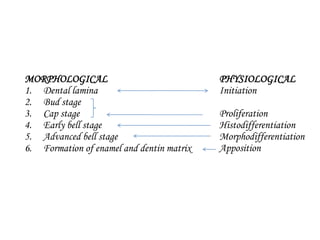 MORPHOLOGICAL
1. Dental lamina
2. Bud stage
3. Cap stage
4. Early bell stage
5. Advanced bell stage
6. Formation of enamel and dentin matrix
PHYSIOLOGICAL
Initiation
Proliferation
Histodifferentiation
Morphodifferentiation
Apposition
 