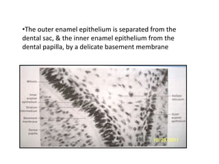 •The outer enamel epithelium is separated from the
dental sac, & the inner enamel epithelium from the
dental papilla, by a delicate basement membrane
 