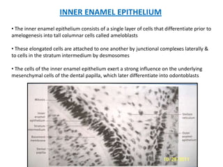 INNER ENAMEL EPITHELIUM
• The inner enamel epithelium consists of a single layer of cells that differentiate prior to
amelogenesis into tall columnar cells called ameloblasts
• These elongated cells are attached to one another by junctional complexes laterally &
to cells in the stratum intermedium by desmosomes
• The cells of the inner enamel epithelium exert a strong influence on the underlying
mesenchymal cells of the dental papilla, which later differentiate into odontoblasts
 