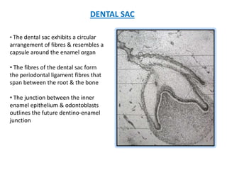 DENTAL SAC
• The dental sac exhibits a circular
arrangement of fibres & resembles a
capsule around the enamel organ
• The fibres of the dental sac form
the periodontal ligament fibres that
span between the root & the bone
• The junction between the inner
enamel epithelium & odontoblasts
outlines the future dentino-enamel
junction
 