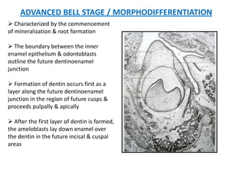 ADVANCED BELL STAGE / MORPHODIFFERENTIATION
 Characterized by the commencement
of mineralization & root formation
 The boundary between the inner
enamel epithelium & odontoblasts
outline the future dentinoenamel
junction
 Formation of dentin occurs first as a
layer along the future dentinoenamel
junction in the region of future cusps &
proceeds pulpally & apically
 After the first layer of dentin is formed,
the ameloblasts lay down enamel over
the dentin in the future incisal & cuspal
areas
 