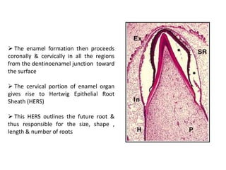  The enamel formation then proceeds
coronally & cervically in all the regions
from the dentinoenamel junction toward
the surface
 The cervical portion of enamel organ
gives rise to Hertwig Epithelial Root
Sheath (HERS)
 This HERS outlines the future root &
thus responsible for the size, shape ,
length & number of roots
 