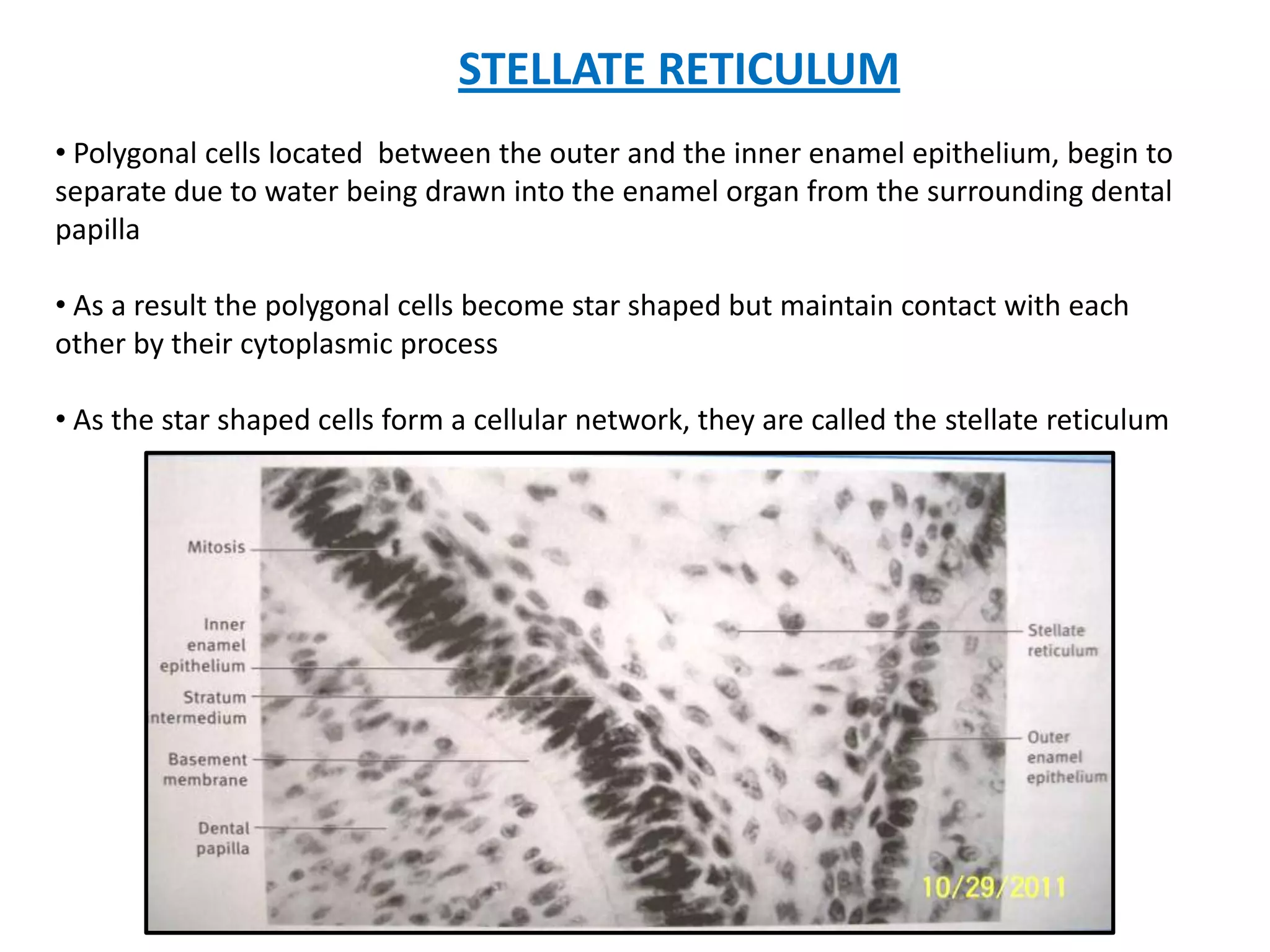 Stella Reticulum Development of tooth | PPTX