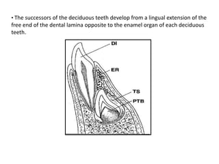 • The successors of the deciduous teeth develop from a lingual extension of the
free end of the dental lamina opposite to the enamel organ of each deciduous
teeth.
 