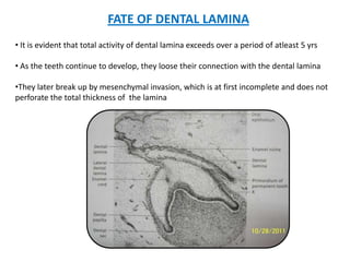 FATE OF DENTAL LAMINA
• It is evident that total activity of dental lamina exceeds over a period of atleast 5 yrs

• As the teeth continue to develop, they loose their connection with the dental lamina

•They later break up by mesenchymal invasion, which is at first incomplete and does not
perforate the total thickness of the lamina
 