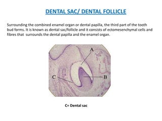 DENTAL SAC/ DENTAL FOLLICLE

Surrounding the combined enamel organ or dental papilla, the third part of the tooth
bud forms. It is known as dental sac/follicle and it consists of ectomesenchymal cells and
fibres that surrounds the dental papilla and the enamel organ.




                                   C= Dental sac
 