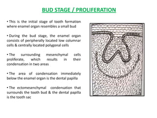 BUD STAGE / PROLIFERATION
• This is the initial stage of tooth formation
where enamel organ resembles a small bud

• During the bud stage, the enamel organ
consists of peripherally located low columnar
cells & centrally located polygonal cells

• The surrounding mesenchymal             cells
proliferate,  which     results in       their
condensation in two areas

• The area of condensation immediately
below the enamel organ is the dental papilla

• The ectomesenchymal condensation that
surrounds the tooth bud & the dental papilla
is the tooth sac
 