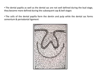 • The dental papilla as well as the dental sac are not well defined during the bud stage,
they become more defined during the subsequent cap & bell stages

• The cells of the dental papilla form the dentin and pulp while the dental sac forms
cementum & periodontal ligament
 