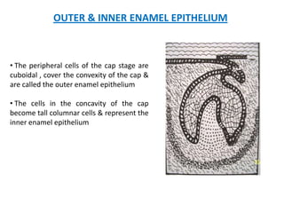 OUTER & INNER ENAMEL EPITHELIUM



• The peripheral cells of the cap stage are
cuboidal , cover the convexity of the cap &
are called the outer enamel epithelium

• The cells in the concavity of the cap
become tall columnar cells & represent the
inner enamel epithelium
 