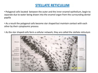STELLATE RETICULUM
• Polygonal cells located between the outer and the inner enamel epithelium, begin to
separate due to water being drawn into the enamel organ from the surrounding dental
papilla

• As a result the polygonal cells become star shaped but maintain contact with each
other by their cytoplasmic process

• As the star shaped cells form a cellular network, they are called the stellate reticulum
 