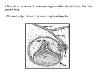 • The cells in the center of the enamel organ are densely packed and form the
enamel knot

• This knot projects toward the underlying dental papilla
 