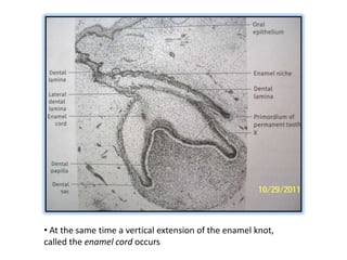 • At the same time a vertical extension of the enamel knot,
called the enamel cord occurs
 