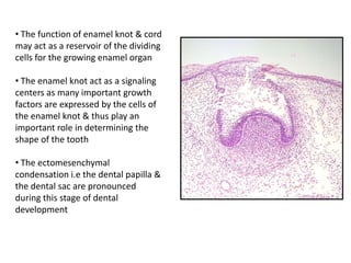 • The function of enamel knot & cord
may act as a reservoir of the dividing
cells for the growing enamel organ

• The enamel knot act as a signaling
centers as many important growth
factors are expressed by the cells of
the enamel knot & thus play an
important role in determining the
shape of the tooth

• The ectomesenchymal
condensation i.e the dental papilla &
the dental sac are pronounced
during this stage of dental
development
 