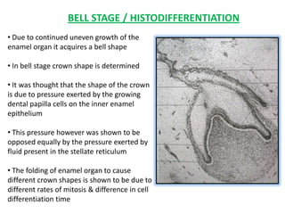 BELL STAGE / HISTODIFFERENTIATION
• Due to continued uneven growth of the
enamel organ it acquires a bell shape

• In bell stage crown shape is determined

• It was thought that the shape of the crown
is due to pressure exerted by the growing
dental papilla cells on the inner enamel
epithelium

• This pressure however was shown to be
opposed equally by the pressure exerted by
fluid present in the stellate reticulum

• The folding of enamel organ to cause
different crown shapes is shown to be due to
different rates of mitosis & difference in cell
differentiation time
 