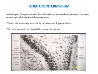 STRATUM INTERMEDIUM

• A few layers of squamous cells form the stratum intermedium , between the inner
enamel epithelium & the stellate reticulum

• These cells are closely attached by desmosomes & gap junctions

• This layer seems to be essential to enamel formation
 