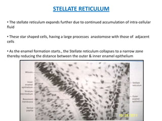 STELLATE RETICULUM

• The stellate reticulum expands further due to continued accumulation of intra-cellular
fluid

• These star shaped cells, having a large processes anastomose with those of adjacent
cells

• As the enamel formation starts., the Stellate reticulum collapses to a narrow zone
thereby reducing the distance between the outer & inner enamel epithelium
 