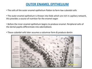 OUTER ENAMEL EPITHELIUM
• The cells of the outer enamel epithelium flatten to form low cuboidal cells

• The outer enamel epithelium is thrown into folds which are rich in capillary network,
this provides a source of nutrition for the enamel organ

• Before the inner enamel epithelium begins to produce enamel. Peripheral cells of
the dental papilla differentiate into odontoblasts

• These cuboidal cells later assumes a columnar form & produce dentin
 