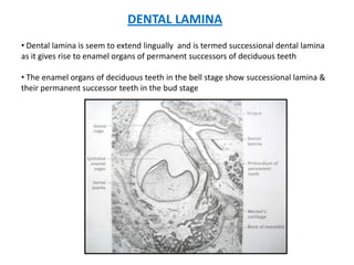 DENTAL LAMINA
• Dental lamina is seem to extend lingually and is termed successional dental lamina
as it gives rise to enamel organs of permanent successors of deciduous teeth

• The enamel organs of deciduous teeth in the bell stage show successional lamina &
their permanent successor teeth in the bud stage
 
