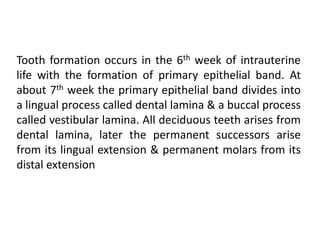 Tooth formation occurs in the 6th week of intrauterine
life with the formation of primary epithelial band. At
about 7th week the primary epithelial band divides into
a lingual process called dental lamina & a buccal process
called vestibular lamina. All deciduous teeth arises from
dental lamina, later the permanent successors arise
from its lingual extension & permanent molars from its
distal extension
 