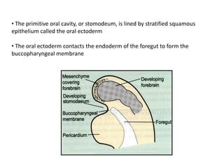 • The primitive oral cavity, or stomodeum, is lined by stratified squamous
epithelium called the oral ectoderm

• The oral ectoderm contacts the endoderm of the foregut to form the
buccopharyngeal membrane
 