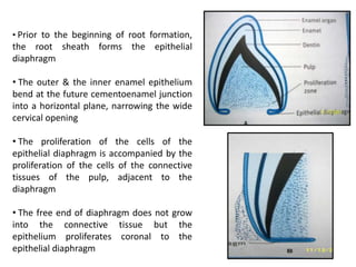 • Prior to the beginning of root formation,
the root sheath forms the epithelial
diaphragm

• The outer & the inner enamel epithelium
bend at the future cementoenamel junction
into a horizontal plane, narrowing the wide
cervical opening

• The proliferation of the cells of the
epithelial diaphragm is accompanied by the
proliferation of the cells of the connective
tissues of the pulp, adjacent to the
diaphragm

• The free end of diaphragm does not grow
into the connective tissue but the
epithelium proliferates coronal to the
epithelial diaphragm
 