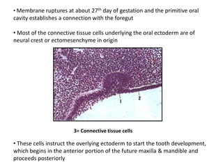 • Membrane ruptures at about 27th day of gestation and the primitive oral
cavity establishes a connection with the foregut

• Most of the connective tissue cells underlying the oral ectoderm are of
neural crest or ectomesenchyme in origin




                        3= Connective tissue cells

• These cells instruct the overlying ectoderm to start the tooth development,
which begins in the anterior portion of the future maxilla & mandible and
proceeds posteriorly
 