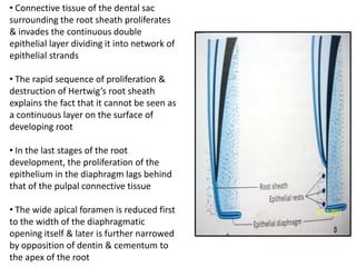 • Connective tissue of the dental sac
surrounding the root sheath proliferates
& invades the continuous double
epithelial layer dividing it into network of
epithelial strands

• The rapid sequence of proliferation &
destruction of Hertwig’s root sheath
explains the fact that it cannot be seen as
a continuous layer on the surface of
developing root

• In the last stages of the root
development, the proliferation of the
epithelium in the diaphragm lags behind
that of the pulpal connective tissue

• The wide apical foramen is reduced first
to the width of the diaphragmatic
opening itself & later is further narrowed
by opposition of dentin & cementum to
the apex of the root
 