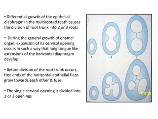 • Differential growth of the epithelial
diaphragm in the multirooted teeth causes
the division of root trunk into 2 or 3 roots

• During the general growth of enamel
organ, expansion of its cervical opening
occurs in such a way that long tongue like
extensions of the horizontal diaphragm
develop

• Before division of the root trunk occurs,
free ends of the horizontal epithelial flaps
grow towards each other & fuse

• The single cervical opening is divided into
2 or 3 openings
 
