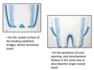 • On the pulpal surface of
the dividing epithelial
bridges, dentin formation
starts
                             • On the periphery of each
                             opening, root development
                             follows in the same way as
                             described for single rooted
                             teeth
 