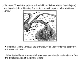 • At about 7th week the primary epithelial band divides into an inner (lingual)
process called Dental Lamina & an outer ( buccal) process called Vestibular
Lamina




 • The dental lamina serves as the primordium for the ectodermal portion of
 the deciduous teeth

 • Later during the development of jaws, permanent molars arise directly from
 the distal extension of the dental lamina
 