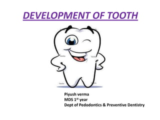 DEVELOPMENT OF TOOTH




       Piyush verma
       MDS 1st year
       Dept of Pedodontics & Preventive Dentistry
 