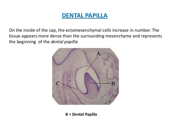 Development of tooth