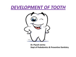 DEVELOPMENT OF TOOTH

Dr. Piyush verma
Dept of Pedodontics & Preventive Dentistry

 