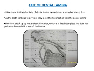 FATE OF DENTAL LAMINA
• It is evident that total activity of dental lamina exceeds over a period of atleast 5 yrs
• As the...