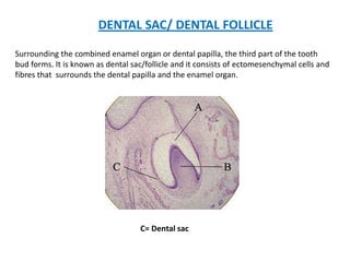 DENTAL SAC/ DENTAL FOLLICLE
Surrounding the combined enamel organ or dental papilla, the third part of the tooth
bud forms...