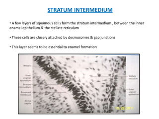 STRATUM INTERMEDIUM
• A few layers of squamous cells form the stratum intermedium , between the inner
enamel epithelium & ...