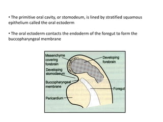 • The primitive oral cavity, or stomodeum, is lined by stratified squamous
epithelium called the oral ectoderm
• The oral ...