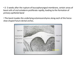 • 2- 3 weeks after the rupture of buccopharyngeal membrane, certain areas of
basal cells of oral ectoderm proliferate rapi...