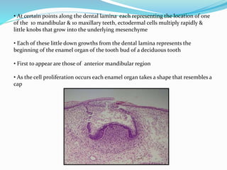 • At certain points along the dental lamina each representing the location of one 
of the 10 mandibular & 10 maxillary teeth, ectodermal cells multiply rapidly & 
little knobs that grow into the underlying mesenchyme 
• Each of these little down growths from the dental lamina represents the 
beginning of the enamel organ of the tooth bud of a deciduous tooth 
• First to appear are those of anterior mandibular region 
• As the cell proliferation occurs each enamel organ takes a shape that resembles a 
cap 
 