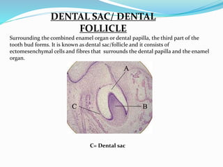 DENTAL SAC/ DENTAL 
FOLLICLE 
Surrounding the combined enamel organ or dental papilla, the third part of the 
tooth bud forms. It is known as dental sac/follicle and it consists of 
ectomesenchymal cells and fibres that surrounds the dental papilla and the enamel 
organ. 
C= Dental sac 
 