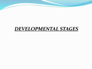 DEVELOPMENTAL STAGES 
 