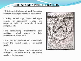 BUD STAGE / PROLIFERATION 
• This is the initial stage of tooth formation 
where enamel organ resembles a small bud 
• During the bud stage, the enamel organ 
consists of peripherally located low 
columnar cells & centrally located 
polygonal cells 
• The surrounding mesenchymal cells 
proliferate, which results in their 
condensation in two areas 
• The area of condensation immediately 
below the enamel organ is the dental 
papilla 
• The ectomesenchymal condensation that 
surrounds the tooth bud & the dental 
papilla is the tooth sac 
 